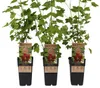 Three potted red currant bushes are displayed against a white background, each with a label showing an image of red currants. Anteprima dell’immagine prodotto