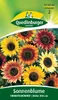 Sonnenblume, Herbstschönheit Produktbild-Vorschau 4