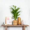 Bloomique - Dypsis Lutescens - Goldfruchtpalme - Areca Produktbild-Vorschau 4