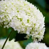 A close-up of a white hydrangea flower. Podgląd zdjęcia produktu