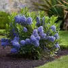 Säckelblume - Ceanothus thyrsiflorus Repens - Höhe 60-70cm Produktbild-Vorschau 6