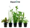 Pflanzen Set für 80l Aquarien mit 10 Topf Aquarium Produktbild-Vorschau 4