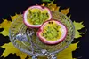 SAFLAX - Granadilla - 40 Nasiona - Z podłożem uprawowym Podgląd zdjęcia produktu 6