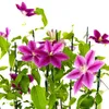 Clematis Dr. Ruppel, vaso da 2 litri Anteprima dell’immagine prodotto 8