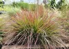 Stauden Gänge 1 x Pennisetum alopecuroides 'Burgundy Bunny' Produktbild-Vorschau 7