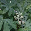 Zimmeraralie (Fatsia japonica) | 60-80 cm, v květináči Náhled obrázku produktu 1