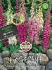 SPERLI Fingerhutsamen Mervita Digitalis purpurea 150 Produktbild-Vorschau 3