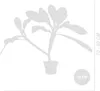 Bloomique - Plumeria Frangipani - Drzewo Świątynne - Podgląd zdjęcia produktu 7