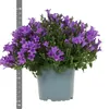 Campanula Addenda - mrazuvzdorná zvonková květina - ideální Náhled obrázku produktu 10