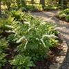 Bloomique - Lot de 6 - Dicentra Spectabilis Alba - Cœur Voir les images du produit 5