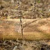 Handkettensäge Handsäge Seilsäge für Garten Survival Produktbild-Vorschau 9