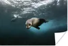 MuchoWow® Poster Junge Robbe im Atlantischen Ozean 90x60 cm Produktbild-Vorschau 1