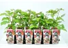 Japanische Weinbeere - Rubus Phoenicolasius P9 30-35 cm Produktbild-Vorschau 2
