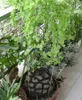 Roślina żółwiowa (Dioscorea elephantipes)  – 10 nasion Podgląd zdjęcia produktu 2