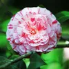 Camélia - Set de 2 - Camellia japonica 'Bonomiana' - Voir les images du produit 3