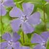 Plants by Frank | 6 Immergrün Pflanzen | Vinca Minor | Produktbild-Vorschau 3