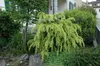 Larix kaempferi 'Pendula', Japanische Lärche, hängend, Produktbild-Vorschau 13