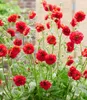 BALDUR Garten 3x Geum 'Firestarter®', Pflanzen im 9x9 Produktbild-Vorschau 3