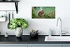 MuchoWow® Poster Waldtier - Eichhörnchen - Moos 40x20 cm - Produktbild-Vorschau 3