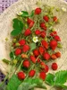 Fragaria vesca 'Elsanta', Walderdbeere, ca. 9x9 cm Topf Produktbild-Vorschau 2