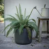 Stauden Gänge 1 x Blechnum spicant im 1 Liter Topf - Produktbild-Vorschau 3
