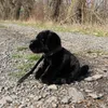 Pluszowy pies labrador, czarny, z obrożą i smyczką, 25 cm. Podgląd zdjęcia produktu 5