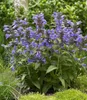 BALDUR Garten 19er Blau-weißes Staudenbeet, Pflanzen im 9x9 Produktbild-Vorschau 7