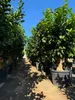 A row of potted trees in a nursery or garden center. Produktbild-Vorschau