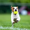 SKIPDAWG Agility Ball, 2 Stück, 5 Stück, 140 g Produktbild-Vorschau 3