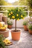 Citronnier Meyer 70–100 cm – Citrus limon Meyer avec fleurs Voir les images du produit 1