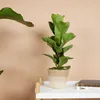 Bloomique - Ficus Lyrata Bambino - Geigenfeige - Produktbild-Vorschau 2