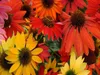Stauden Gänge 3 x Echinacea purpurea ‚Cheyenne Spirit' - Produktbild-Vorschau 1