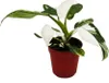 Philodendron White Princess - bielo-zelený strom?ekový Náhľad obrázku produktu 2