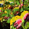 Lampone Rosso d'Autunno 2L Anteprima dell’immagine prodotto 3