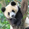 Panda, Tiger und Löwe Ravensburger 05666 Produktbild-Vorschau 4