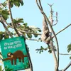 Metallschild mit Faultier auf Baum Motiv und Spruch: Ich Produktbild-Vorschau 5