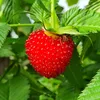 Malinotruskawka (Malina ponętna) 1L Podgląd zdjęcia produktu 5