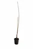 Aprikosenbaum ‘Bulida’ 100–140 cm – winterharte Marille, Produktbild-Vorschau 4