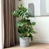 Monstera dziurawa - Monstera deliciosa - Wysokość 120-130cm Podgląd zdjęcia produktu 5