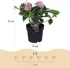 GreenboutiQ - Gartenpflanze - Lentenrose - Helleborus Produktbild-Vorschau 3