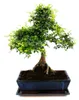 Bonsai - Ulmus parviflora - ca. 12-15 Jahre - 30cm Schale - Produktbild-Vorschau 3