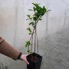 Hortensja bukietowa Tardiva 2L Podgląd zdjęcia produktu 7