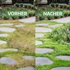 LERAVA® Trifoglio da seme di dichondra [Non è necessario lo Anteprima dell’immagine prodotto 7