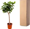Ficus Lyrata XXL 230cm - Pianta da appartamento extra large Anteprima dell’immagine prodotto 4