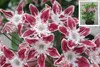 Lorbeerrose - Berglorbeer Galaxy ® - Kalmia latifolia Produktbild-Vorschau 2