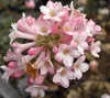 Winterschneeball Charles Lamont - Viburnum bodnantense - Produktbild-Vorschau 1