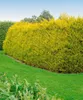 Cupressocyparis leylandii, Leyland-Zypresse, immergrün, Produktbild-Vorschau 9