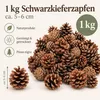 Tannenzapfen 1 kg ca. 50-70 Stk 5-6 cm Pinus nigra Produktbild-Vorschau 2