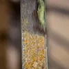 Spazzola metallica Scheppach - adatta alla macchina per Anteprima dell’immagine prodotto 7