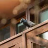 A black crow figurine perched on a wooden railing. Podgląd zdjęcia produktu